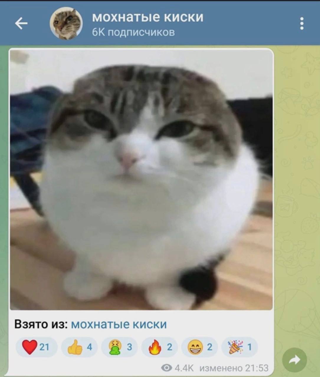 мохнатые киски