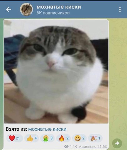 мохнатые киски