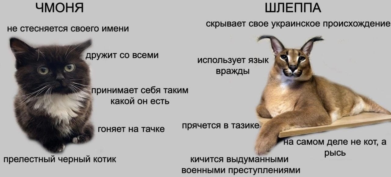 ЧМОНЯ ШЛЕППА не стесняется своего имени скрывает свое украинское происхождение дружит всеми использует язык вражды принимает себя таким какой есть прячется в тазике, А гоняет на тачке деле не кот, а р