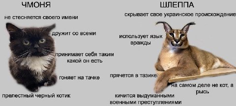 ЧМОНЯ ШЛЕППА не стесняется своего имени скрывает свое украинское происхождение дружит всеми использует язык вражды принимает себя таким какой есть прячется в тазике, А гоняет на тачке деле не кот, а р
