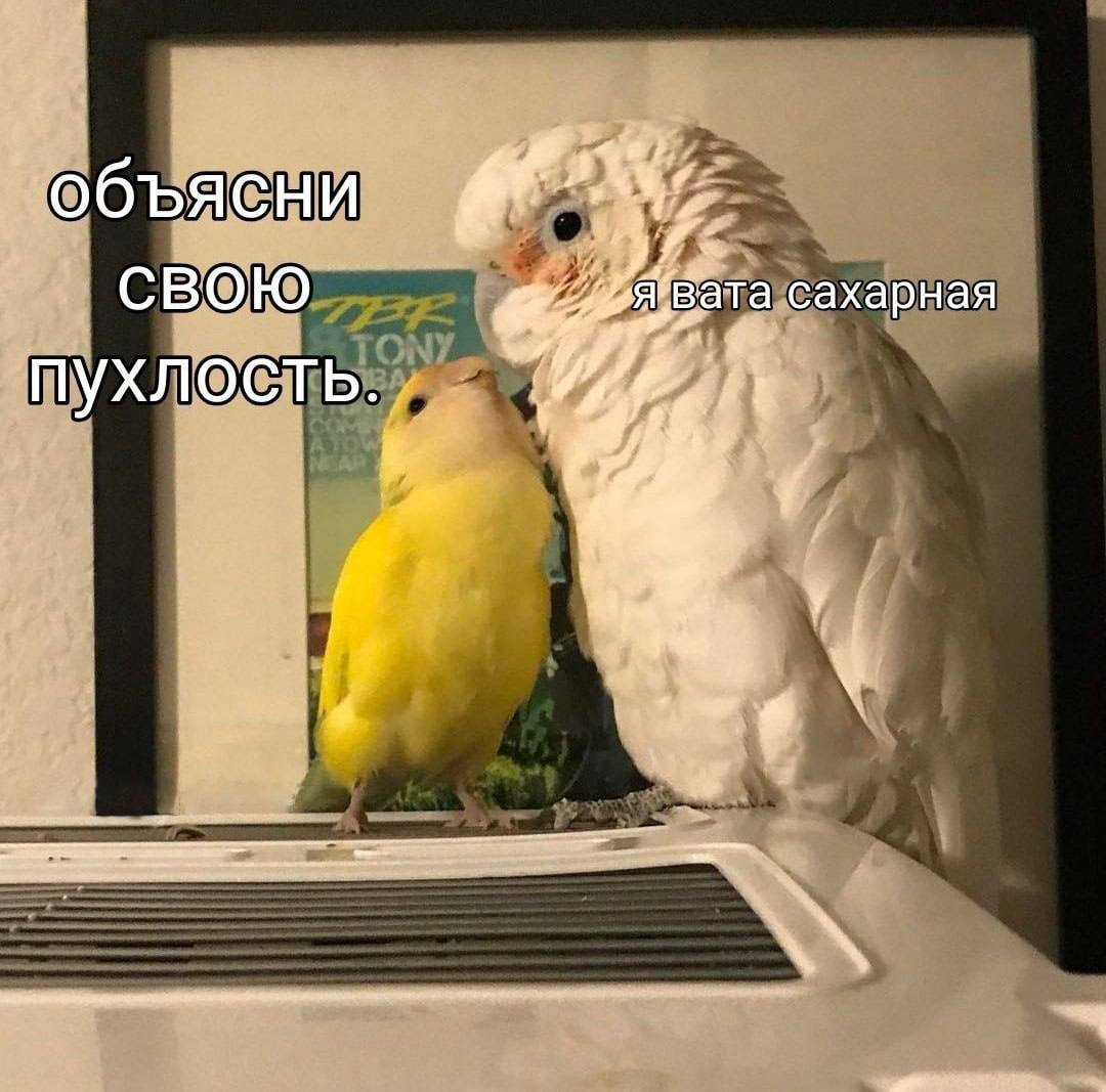 объясни свою сахарная пухлость.