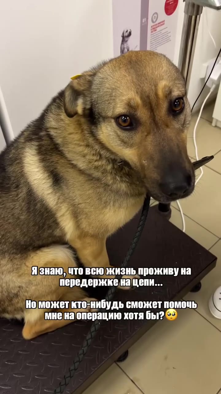 Мэри или родилась, или прибилась жить к одному из казанских заводов.
Её любили и кормили одни сотрудники, ненавидели и гоняли - другие. Как и везде.
В один день её жизнь могла оборваться - был вызван