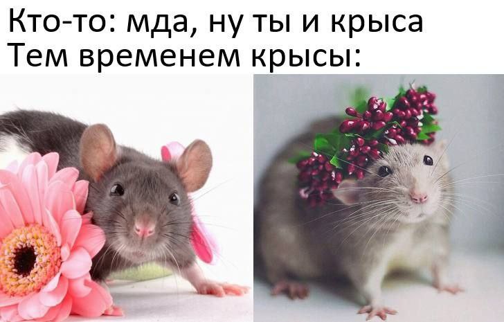 Кто-то: мда, ну ты и крыса Тем временем крысы: