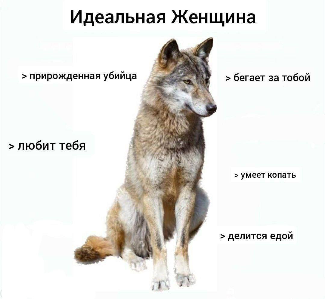 Идеальная Женщина прирожденная убийца бегает за тобой любит тебя умеет копать делится едой it