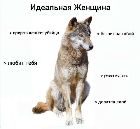Идеальная Женщина прирожденная убийца бегает за тобой любит тебя умеет копать делится едой it