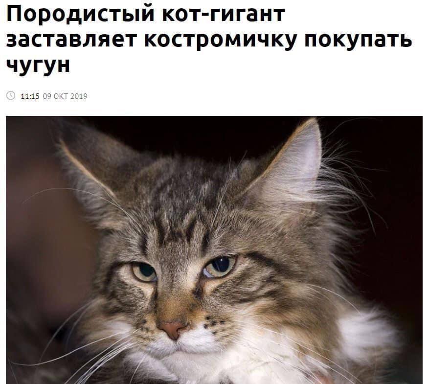 Породистый кот-гигант заставляет костромичку покупать чугун 11:15 09 ОКТ 2019 4