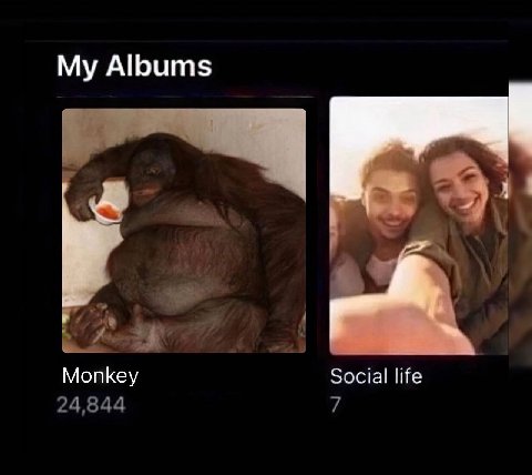 My Albums Monkey Social life 24,844 7