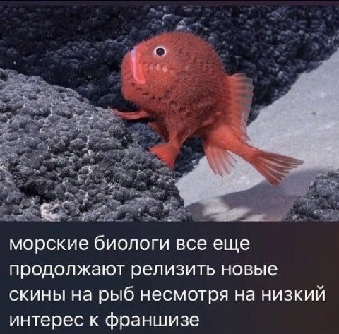 морские биологи все еще продолжают релизить новые скины на рыб несмотря на низкий интерес к франшизе