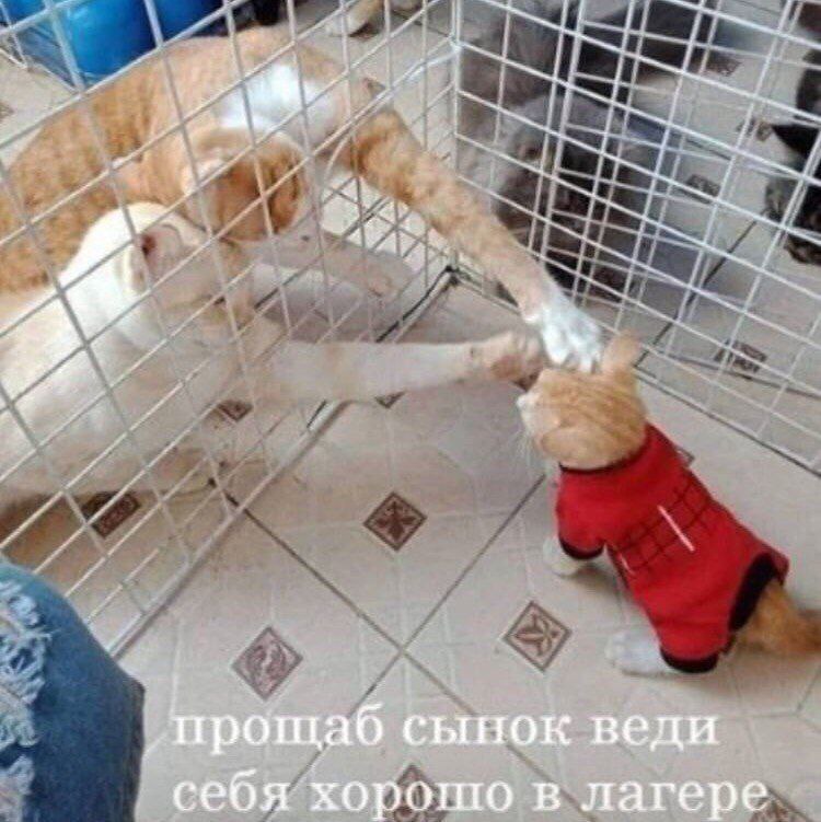#7 прощаб сынок веди себя хорошо в лагере
