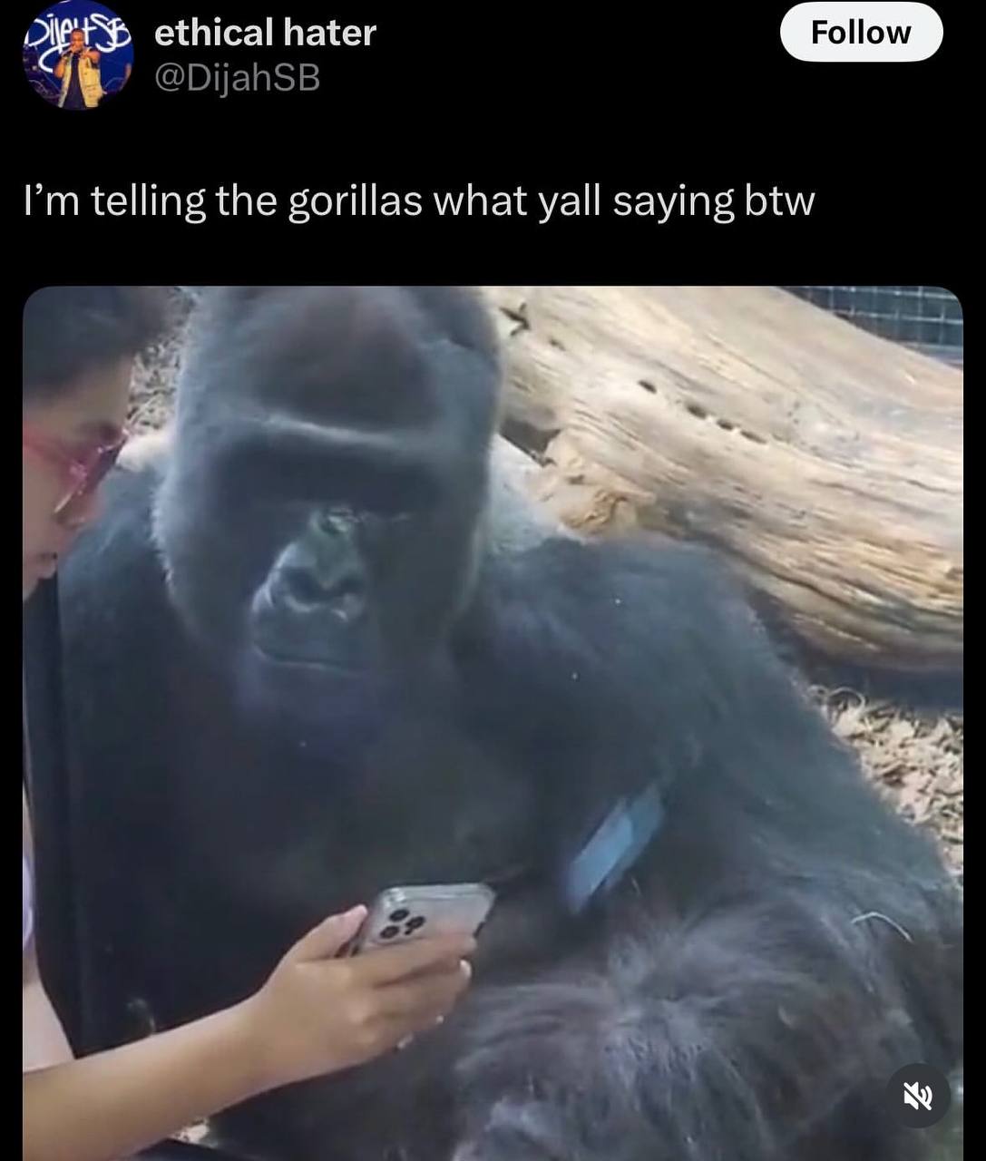 ethical hater telling the gorillas what yall saying btw A