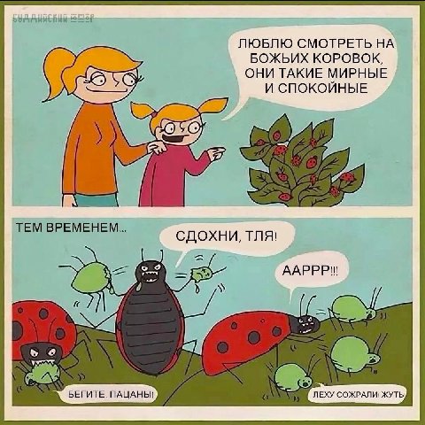 ЛЮБЛЮ СМОТРЕТЬ НА БОЖЬИХ КОРОВОК, ОНИ ТАКИЕ МИРНЫЕ И СПОКОЙНЫЕ cay TEM BPEMEHEM TNA! ААРРР\ К 0