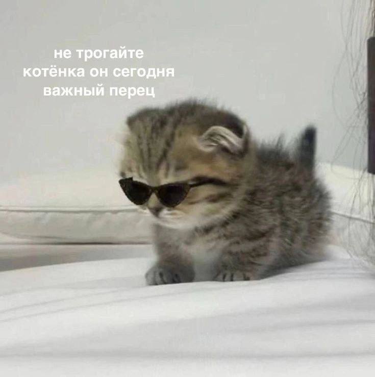 не трогайте котёнка он сегодня важный перец