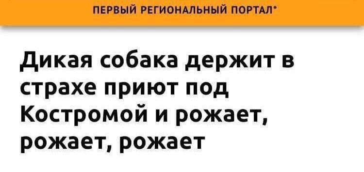 ПЕРВЫЙ РЕГИОНАЛЬНЫЙ ПОРТАЛ* Дикая собака держит в страхе приют под Костромой и рожает, рожает, рожает