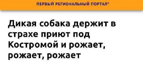 ПЕРВЫЙ РЕГИОНАЛЬНЫЙ ПОРТАЛ* Дикая собака держит в страхе приют под Костромой и рожает, рожает, рожает