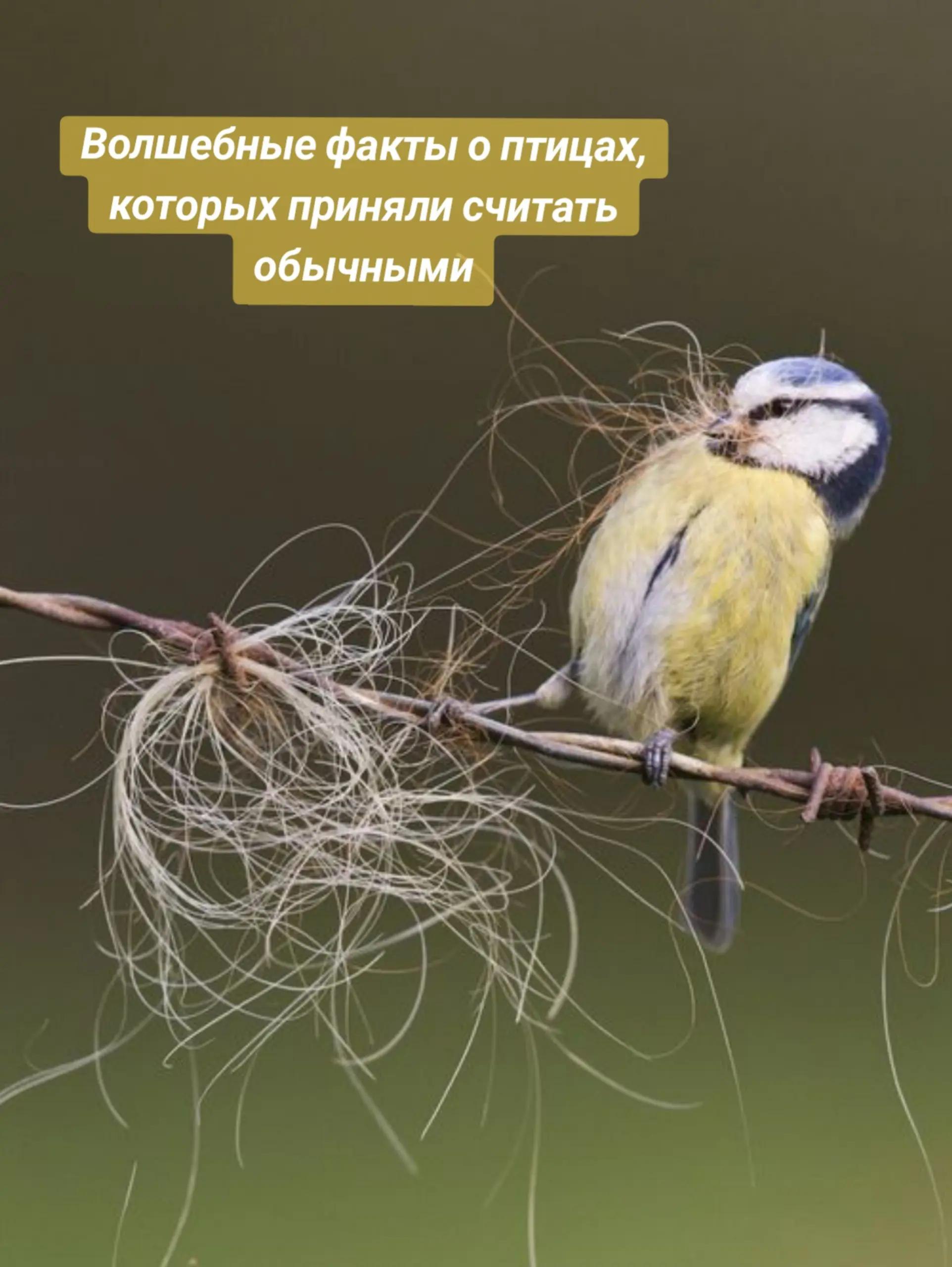 Волшебные факты о птицах, которых приняли считать обычными