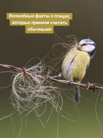 Волшебные факты о птицах, которых приняли считать обычными