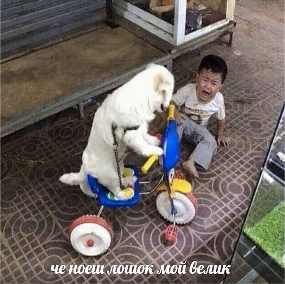 че ноеш лошок мой велик