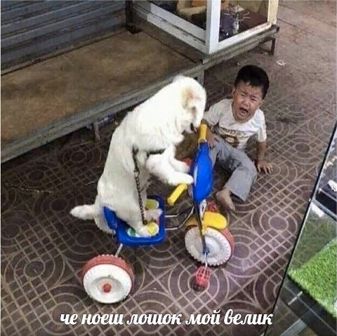 че ноеш лошок мой велик
