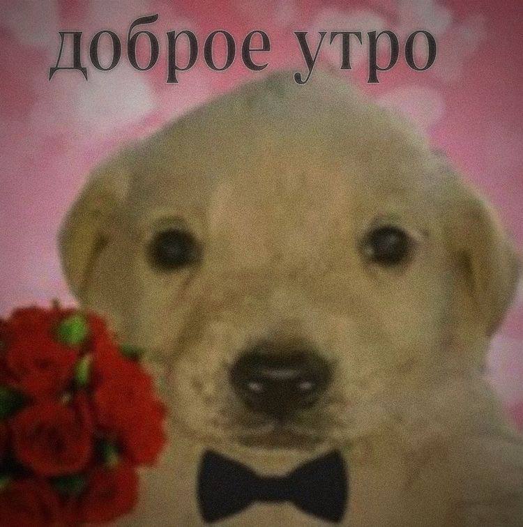 оброе утро. ite