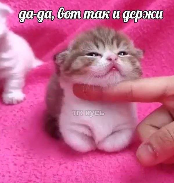 да-да, бот так и держи