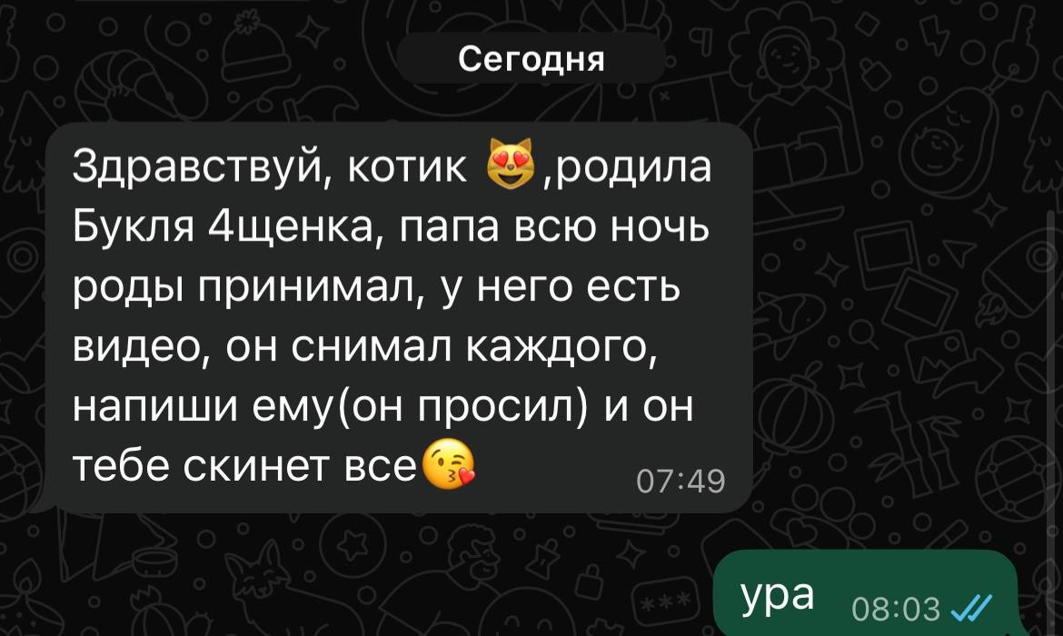 Сегодня Здравствуй, котик ‚родила Букля Ащенка, папа всю ночь роды принимал, у него есть видео, он снимал каждого, напиши ему(он просил) и он тебе скинет все ура