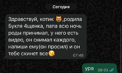 Сегодня Здравствуй, котик ‚родила Букля Ащенка, папа всю ночь роды принимал, у него есть видео, он снимал каждого, напиши ему(он просил) и он тебе скинет все ура