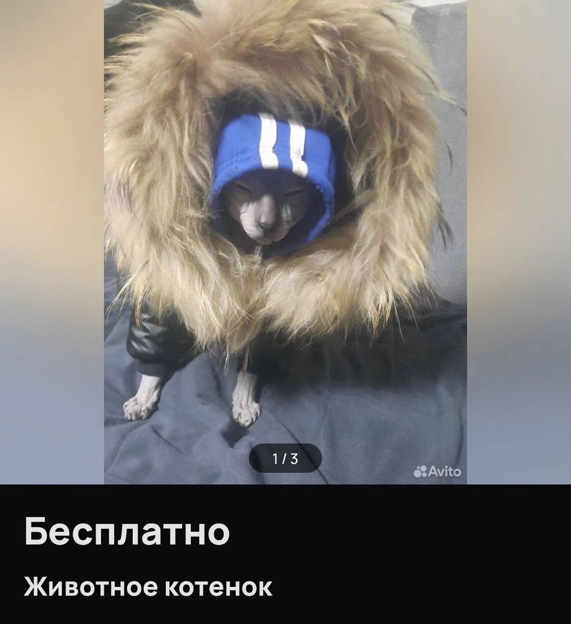 113 Бесплатно Животное котенок