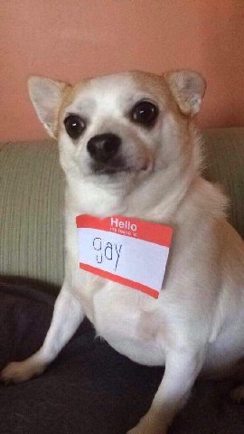 Не Но Jay 14