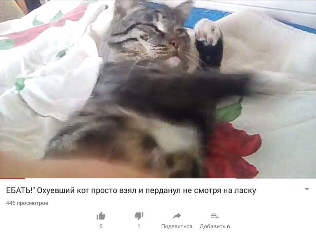 я у 4 4 4 ЕБАТЬ!" Охуевший кот просто взял и перданул не смотря ласку 446 просмотров 6 Поделиться Добавить в