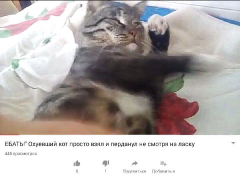 я у 4 4 4 ЕБАТЬ!" Охуевший кот просто взял и перданул не смотря ласку 446 просмотров 6 Поделиться Добавить в