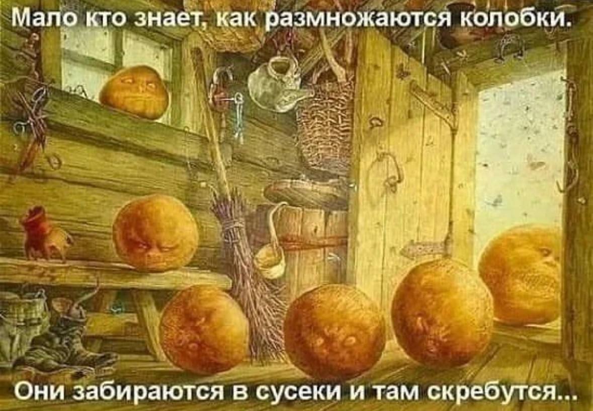 Мало кто знает, как размножаются колобки aS Они забираются в сусеки и там скребутся