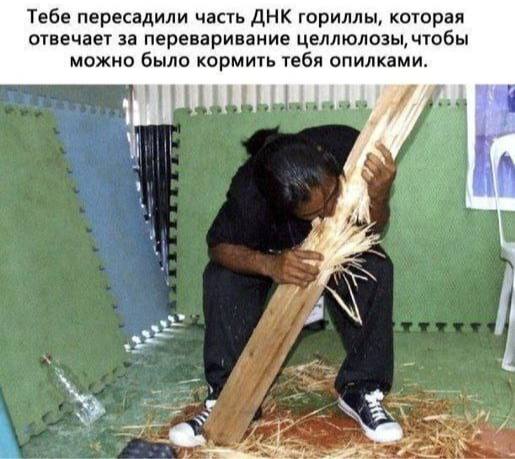 Тебе пересадили часть ДНК гориллы, которая отвечает за переваривание целлюлозы, чтобы можно было кормить тебя опилками.