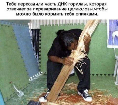 Тебе пересадили часть ДНК гориллы, которая отвечает за переваривание целлюлозы, чтобы можно было кормить тебя опилками.