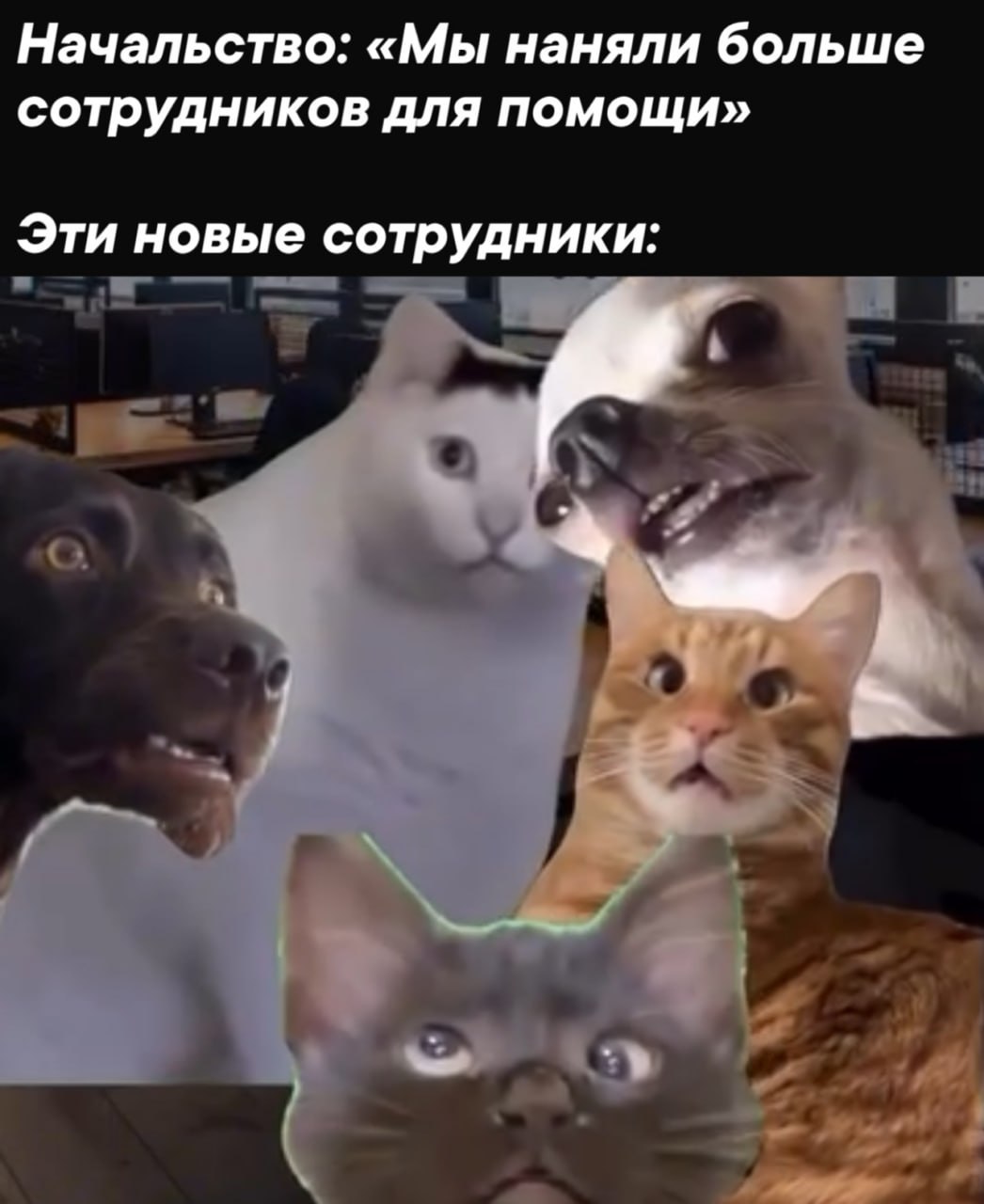 Начальство: «Мы наняли больше сотрудников для помощи» Эти новые сотрудники: