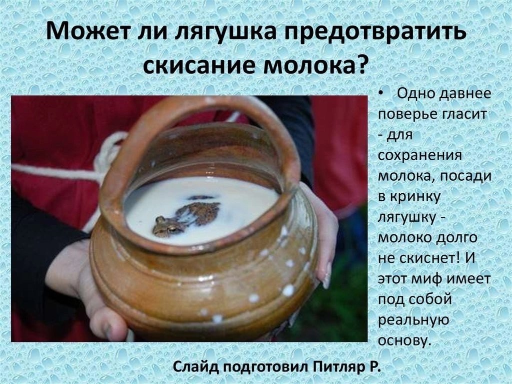 Можетли лягушка предотвратить скисание молока? Одно давнее 4 поверье гласит A сохранения молока, посади в кринку 44 А лягушку молоко долго не скиснет! И этот миф имеет под собой реальную основу. Слайд