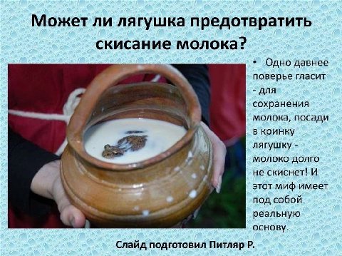 Можетли лягушка предотвратить скисание молока? Одно давнее 4 поверье гласит A сохранения молока, посади в кринку 44 А лягушку молоко долго не скиснет! И этот миф имеет под собой реальную основу. Слайд