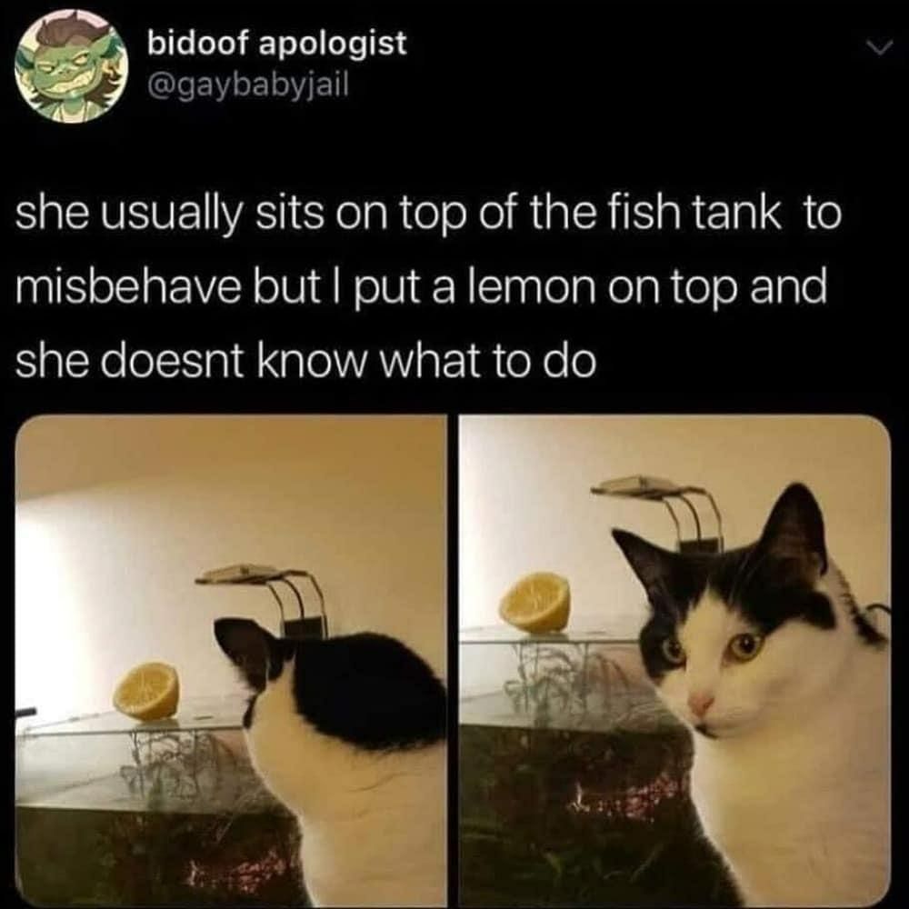 bidoof apologist @gaybabyjail she usually sits on top of the fish tank to misbehave but put a lemon on top and she doesnt know what to