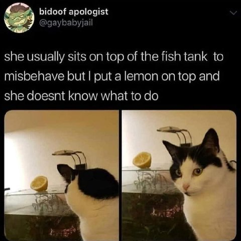 bidoof apologist @gaybabyjail she usually sits on top of the fish tank to misbehave but put a lemon on top and she doesnt know what to