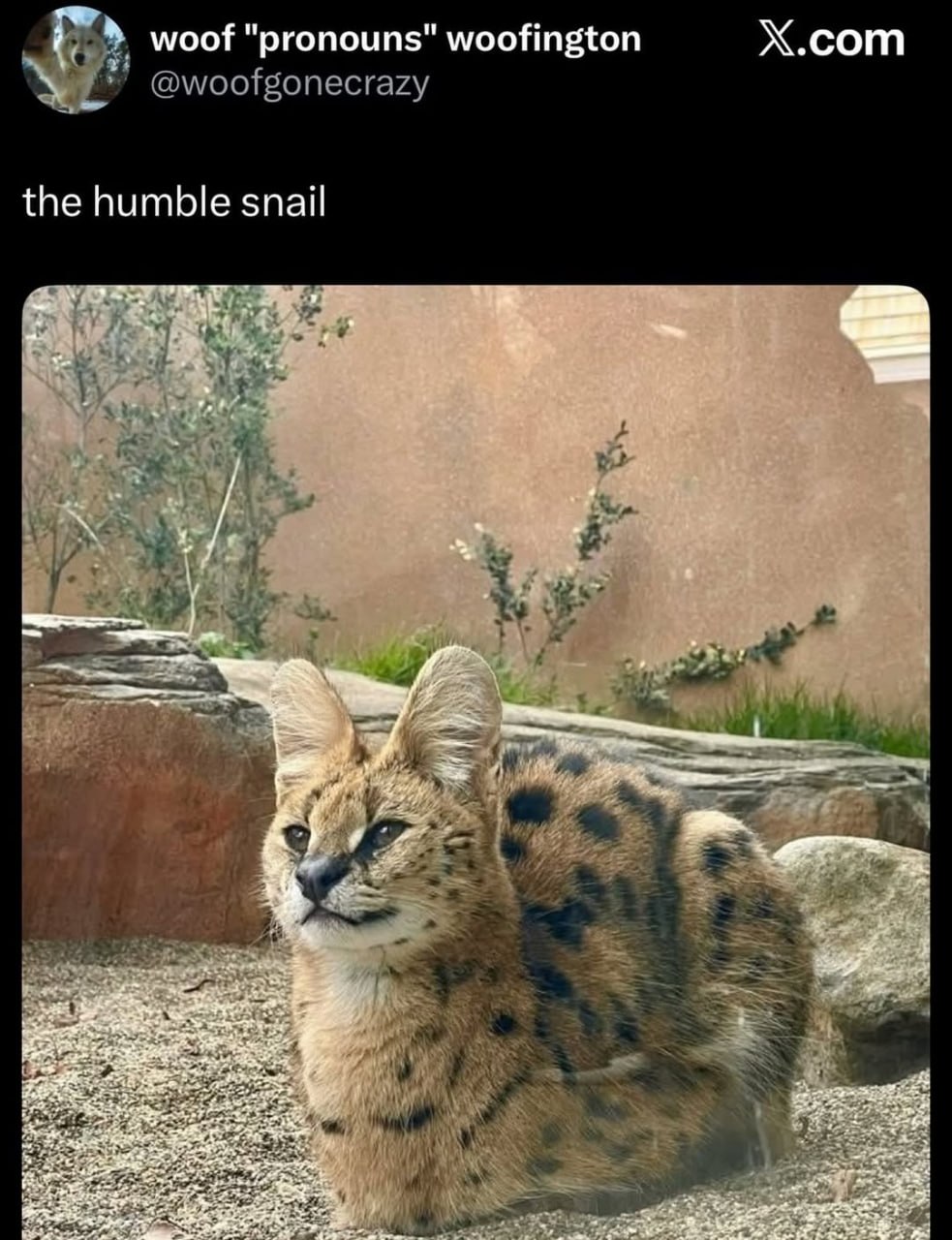 7 woof "pronouns" woofington Х.сот the humble snail с