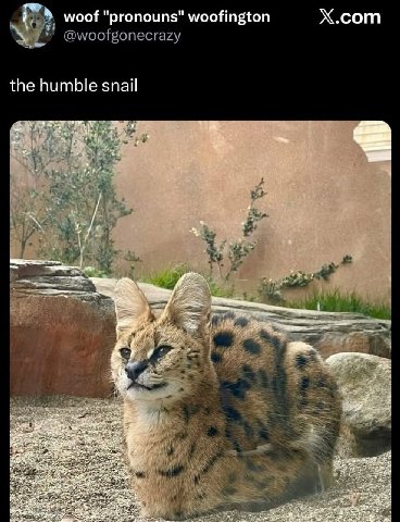 7 woof "pronouns" woofington Х.сот the humble snail с