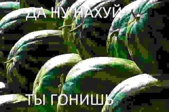 А ГОНИШЕ: