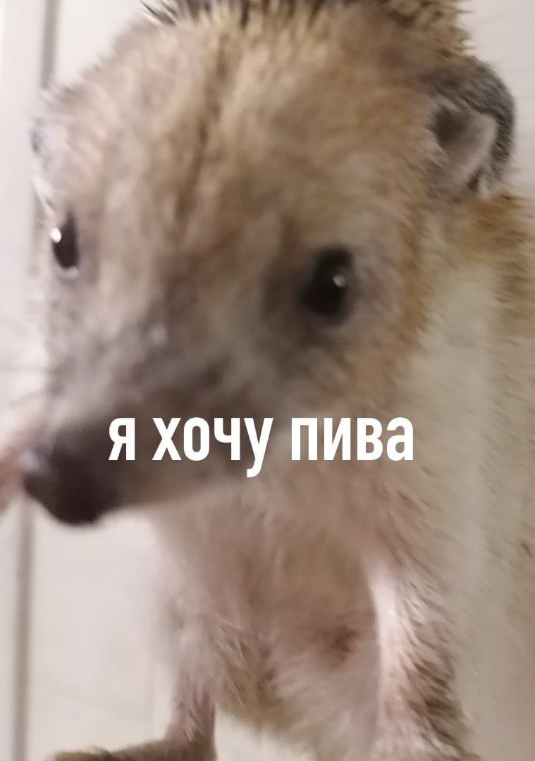 я хочу пива