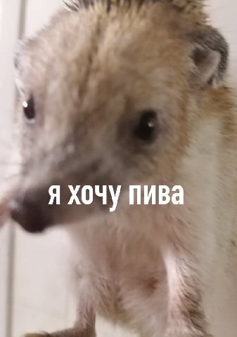 я хочу пива