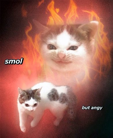 smol but angy