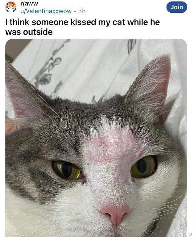 Join u/Valentinaxxwow think someone kissed my cat while he was outside Wie АВА И А Nay) И’ у 22. A и