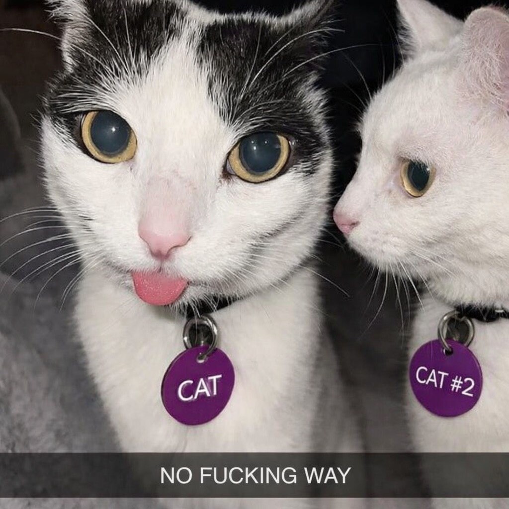 САТ CAT NO FUCKING WAY