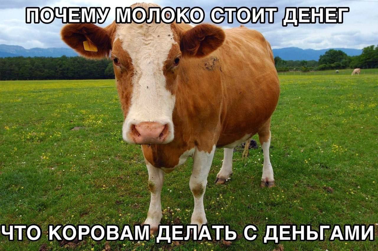 СТОИТ что КОРОВАМ ДЕЛАТЬ СДЕН ЬГАМИ