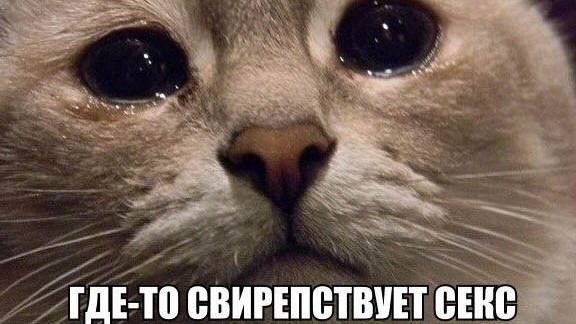 ГДЕ-ТО СВИРЕПСТВУЕТ СЕКС