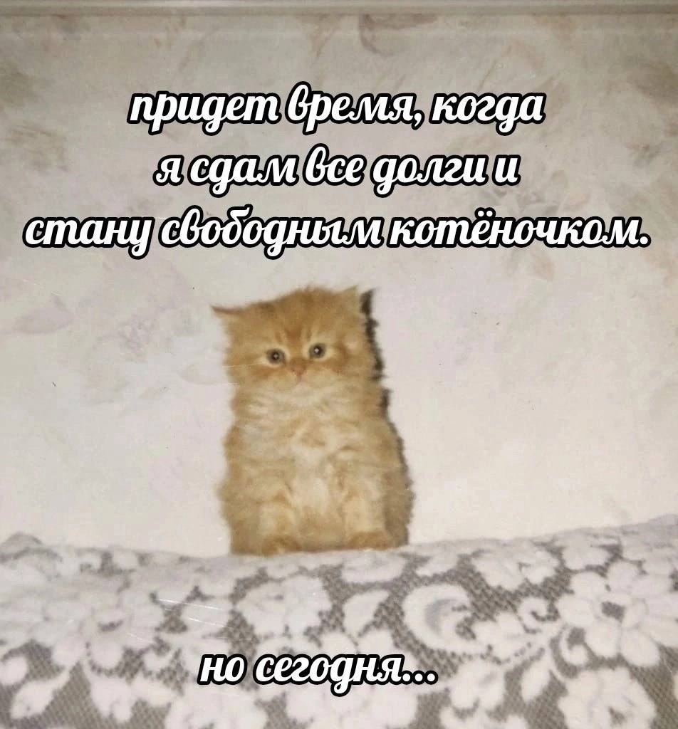 придет время, когда я все долги и котёночком я 4
