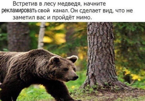 Встретив в лесу медведя, начните рекламировать свой канал. Он сделает вид, что не заметил вас и пройдёт мимо.